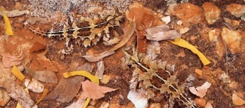 camouflage animal hide 40000 Camouflage animals. Can you spot them? (25 photos)